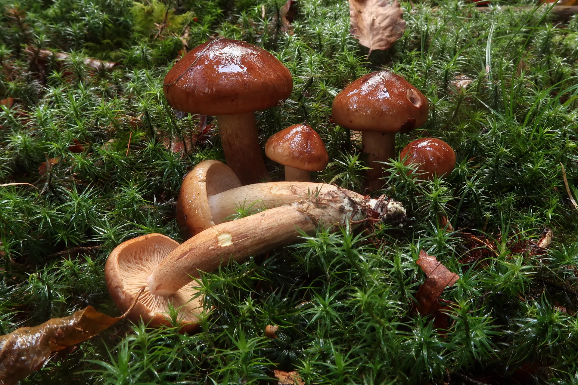 Tricholoma pseudonictitans - 1 - IMG_0343